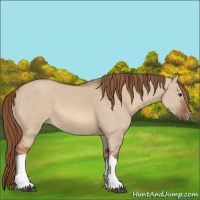 Horse Color:Red Dun