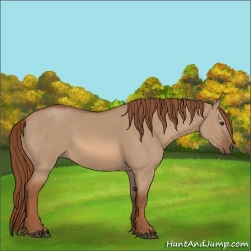 Horse Color:Red Dun 