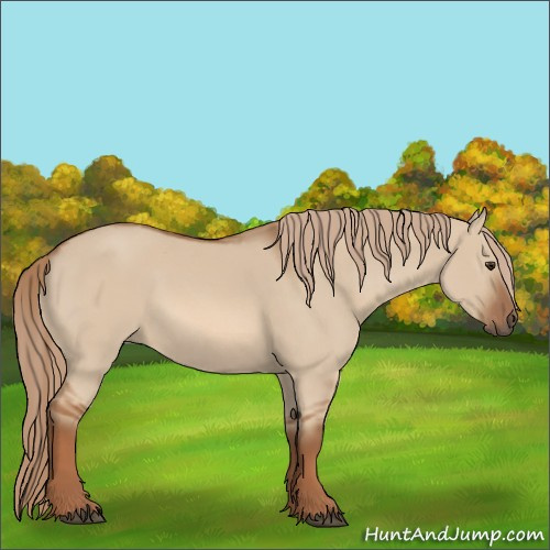 Horse Color:Red Dun 