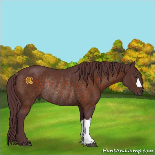 Horse Color:Chocolate Brown Rabicano 