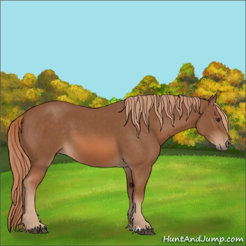 Horse Color:Chestnut 