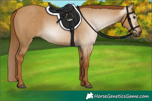 Horse Color:Gray Red Dun 