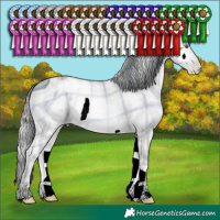 Horse Color:ERROR: UNKNOWN ANOMALY