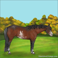 Horse Color:Bay Sabino  and Brown Sabino 