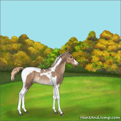 Horse Color:Liver Red Dun Tobiano Rabicano 