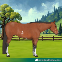 Horse Color:Bay Sabino Rabicano and Bay Sabino Rabicano