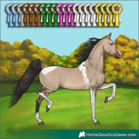 Horse Color:Bay Dun Tobiano Rabicano