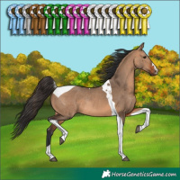 Horse Color:Bay Dun Tobiano Rabicano