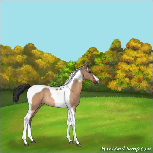 Horse Color:Bay Dun Tobiano Rabicano 