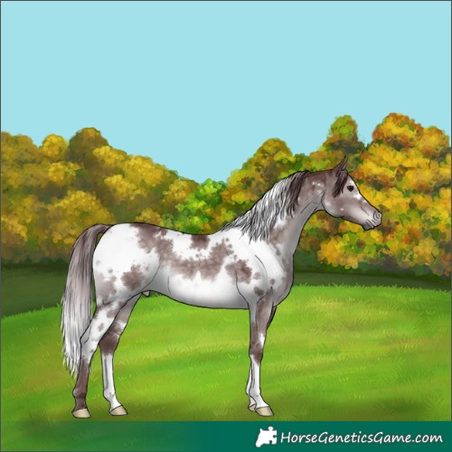 Horse Color:Platinum White Spotted Chocolate Brown Dun 
