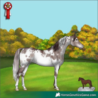 Horse Color:Platinum White Spotted Chocolate Brown Dun 