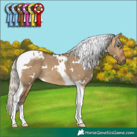 Horse Color:White Spotted Silver Buckskin Dun Tobiano