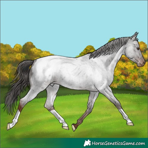 Horse Color:Liver Red Roan Appaloosa 