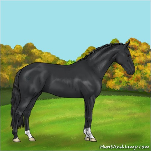 Horse Color:Black 