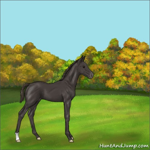 Horse Color:Smoky Black Appaloosa 