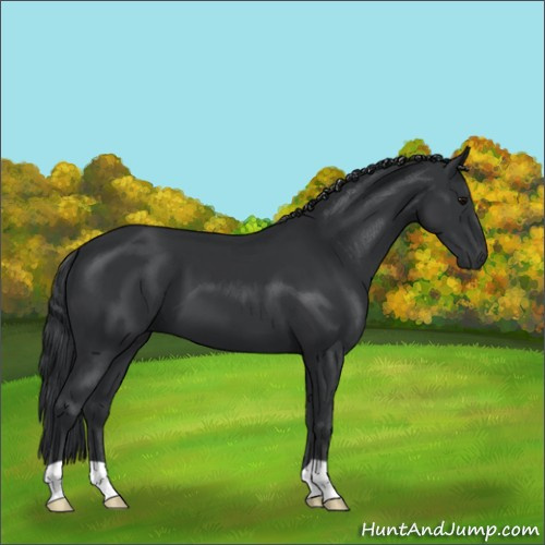 Horse Color:Black 