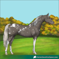 Horse Color:White Spotted Silver Black Tobiano Appaloosa