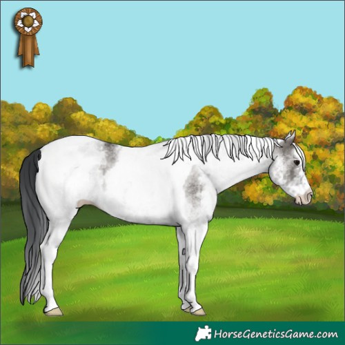 Horse Color:White Spotted Grullo Tobiano 
