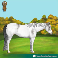 Horse Color:White Spotted Grullo Tobiano