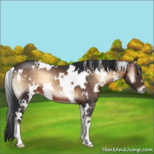 Horse Color:White Spotted Brown Onyx