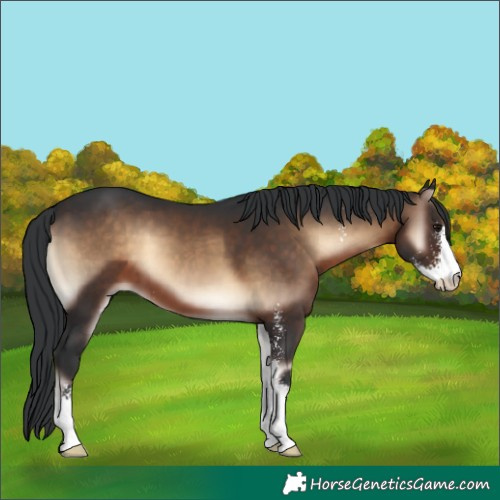 Horse Color:Brown Onyx Sabino