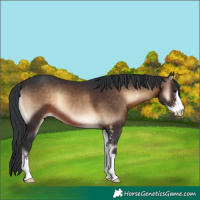 Horse Color:Brown Onyx Sabino
