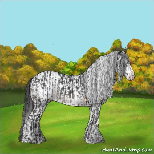 Horse Color:Black  and White Spotted Black 