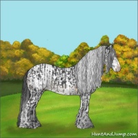 Horse Color:Black and White Spotted Black