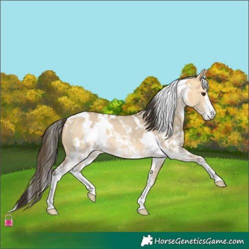 Horse Color:White Spotted Buckskin Dun Sabino 