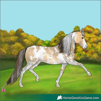 Horse Color:White Spotted Buckskin Dun Sabino
