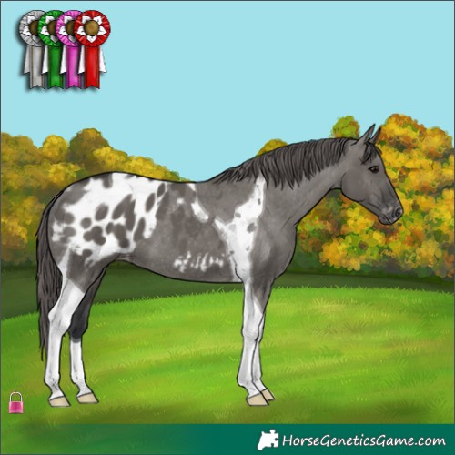 Horse Color:Grullo Tobiano Blanket 