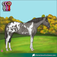 Horse Color:Grullo Tobiano Appaloosa 