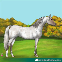 Horse Color:White Spotted Silver Grullo Roan 