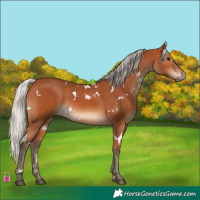 Horse Color:White Spotted Silver Bay 