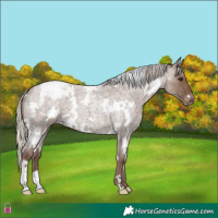 Horse Color:White Spotted Silver Blue Roan Appaloosa