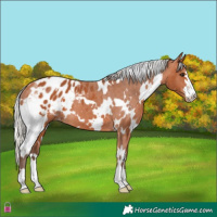Horse Color:White Spotted Silver Bay Appaloosa 