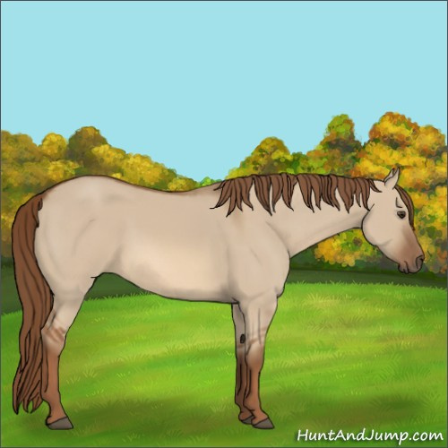 Horse Color:Red Dun 