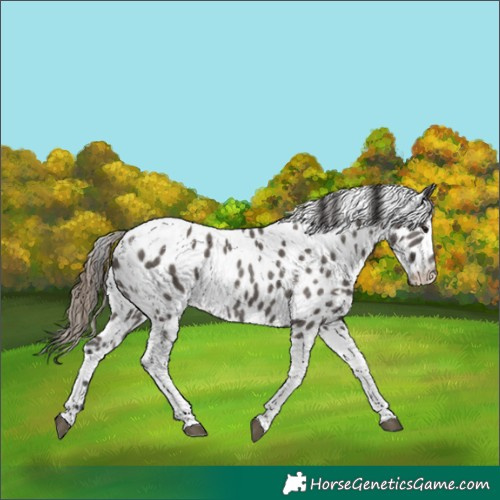 Horse Color:White Spotted Smoky Grullo Tobiano Leopard