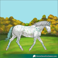 Horse Color:Watercolor White Spotted Bay Appaloosa 