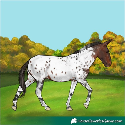 Horse Color:White Spotted Bay Tobiano Appaloosa 
