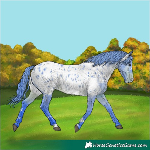 Horse Color:Watercolor White Spotted Brown Dun Appaloosa