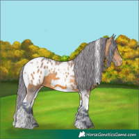 Horse Color:Watercolor Bay Tobiano Appaloosa 