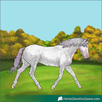 Horse Color:Watercolor Perlino Dun Tobiano Appaloosa 
