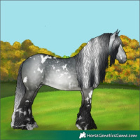 Horse Color:Gray White Spotted Buckskin Dun 