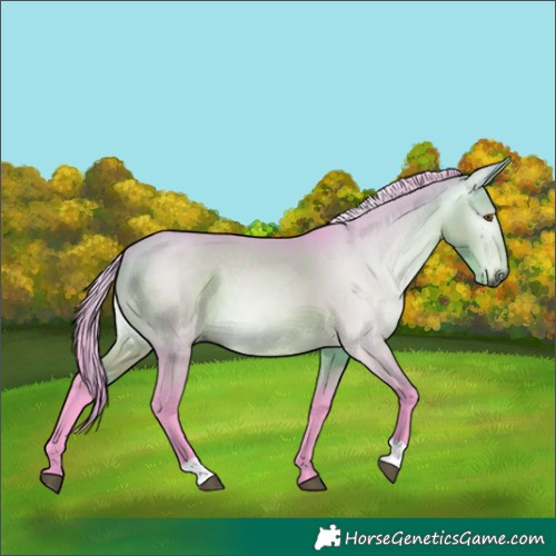Horse Color:Gray Watercolor Buckskin Dun 