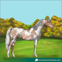 Horse Color:White Spotted Silver Black Pearl Appaloosa 
