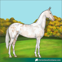Horse Color:White Spotted Silver Brown Pearl Dun Blanket 