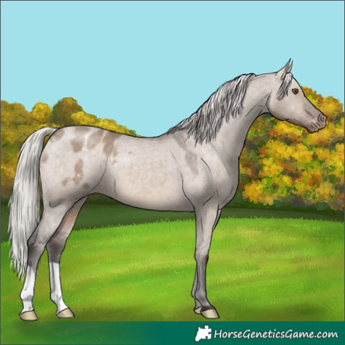 Horse Color:Silver Brown Dun Appaloosa 