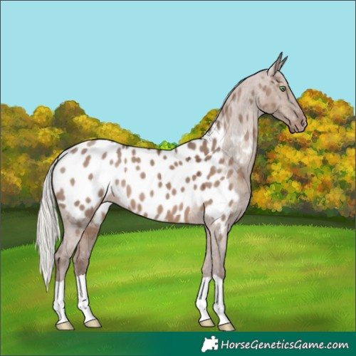 Horse Color:Silver Grullo Near Leopard