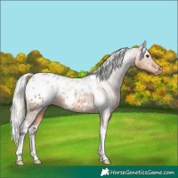 Horse Color:White Spotted Silver Bay Dun Appaloosa Brindle 